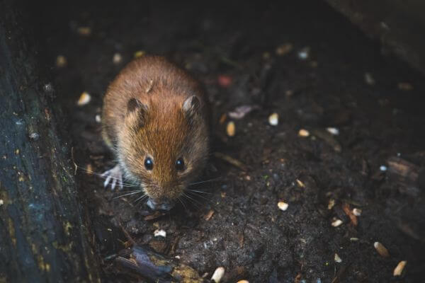 PEST CONTROL CHESHUNT, Hertfordshire. Services: Mouse Pest Control. Don't let mice make your property their home - call us for effective and reliable pest control services.