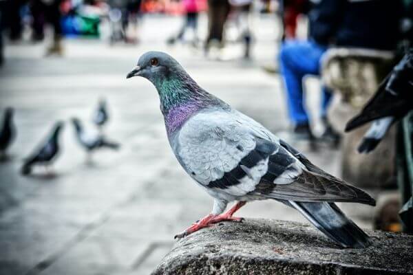 PEST CONTROL CHESHUNT, Hertfordshire. Services: Pigeon Pest Control. Our team of experts provides safe pigeon pest control services for all types of properties.