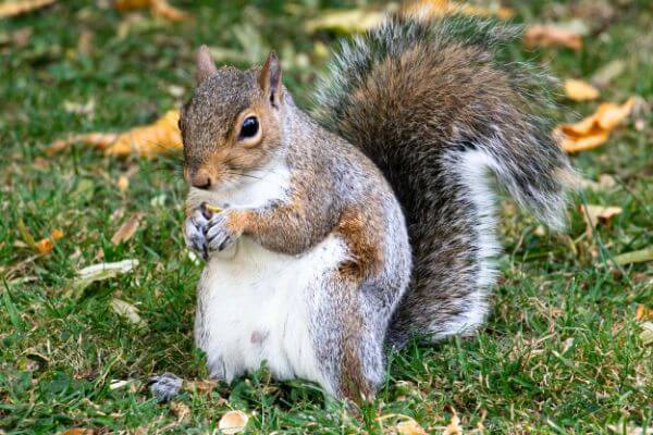 PEST CONTROL CHESHUNT, Hertfordshire. Services: Squirrel Pest Control. Safely removing squirrels from your property is important to us - that's why we offer expert squirrel pest control services.